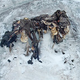 Illustration for article titled Frozen World War I soldiers appear in the Alps